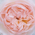 Roza - Angleška vrtnica - Ausreef